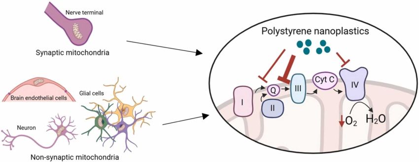 Nanoplastics by Seward et al Plastics