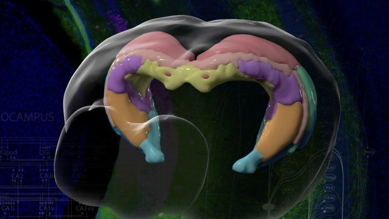 hippocampus graphical map