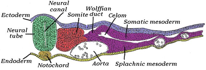 Trovato legame tra difetti neurologici di nascita e neurodegenerazioni