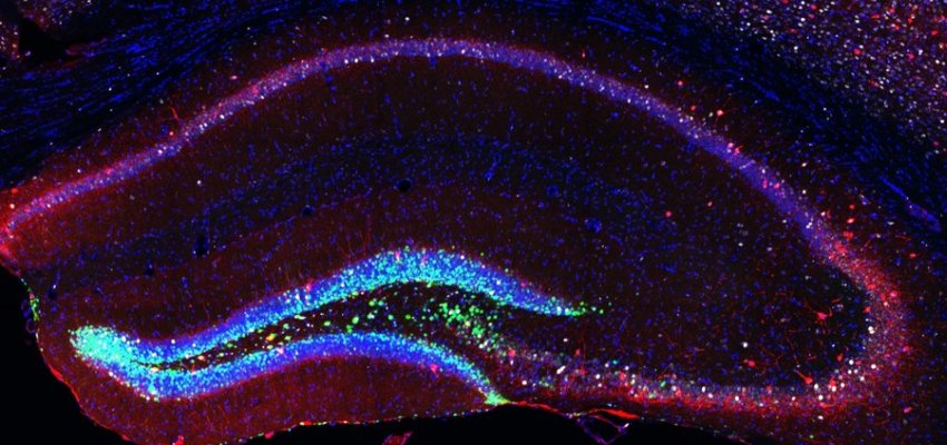 Neural stem cells and newborn neurons green and mature cells red 