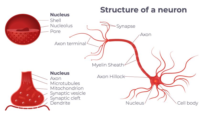 Neuron anatomy 
