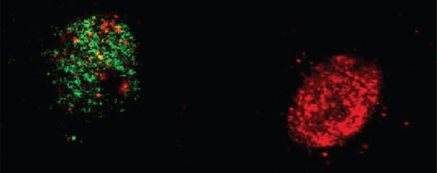 Neurons chromatin compaction by Giulia Santoni EPPL