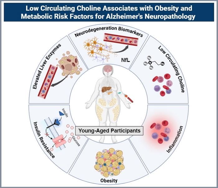 Obesity in young adults is linked to higher inflammation