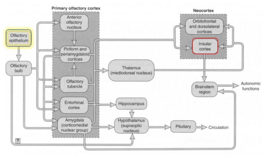 Olfactory pathways