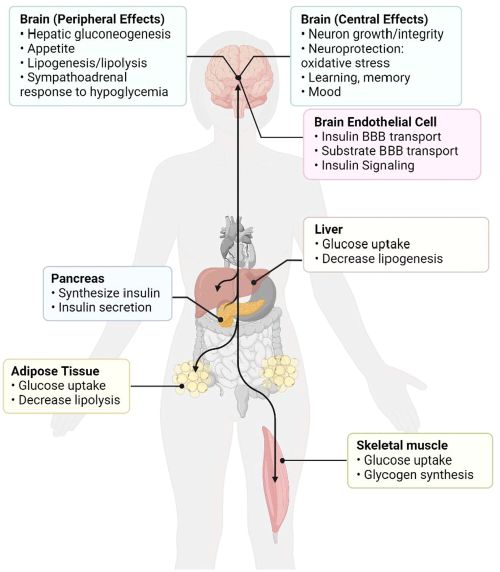 Pivotal role of insulin in Alzheimer 