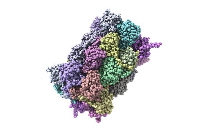 Proteasome Fried Lab Johns Hopkins
