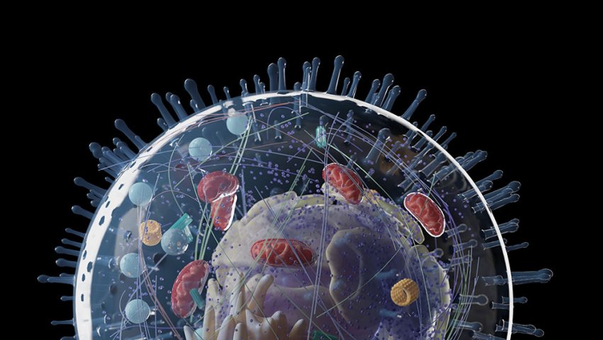 Protein Degradation 