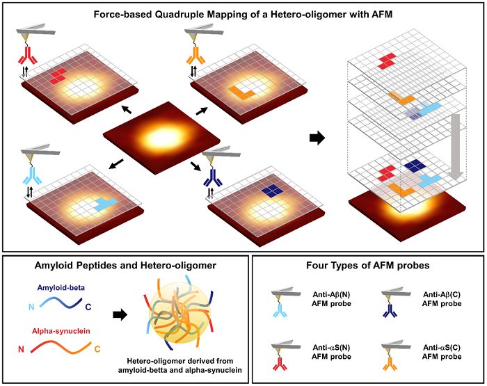 Quadruple force mapping of hetero oligomers