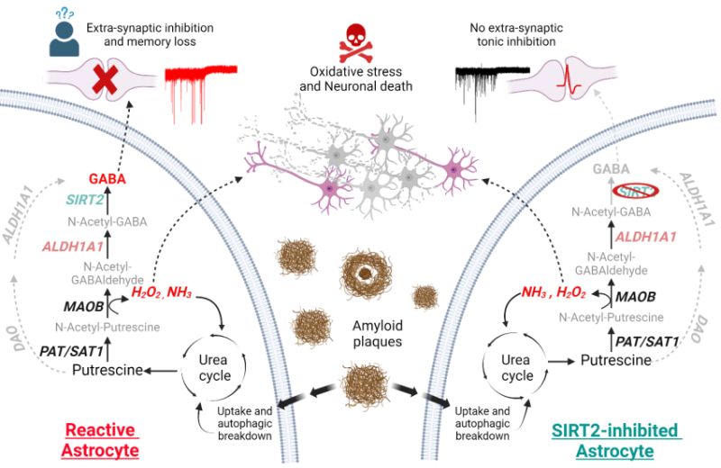 Reactive astrocytes in AD uptake and break down amyloid plaques via autophagy