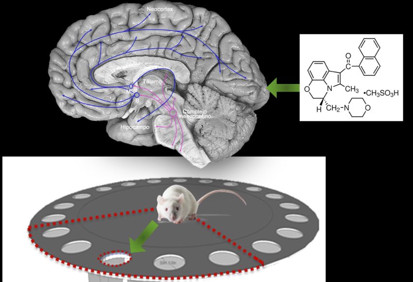 Receptors of cannabinoid neurotransmitters contribute to better cognition in rats