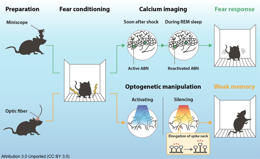 Research on memory consolidation