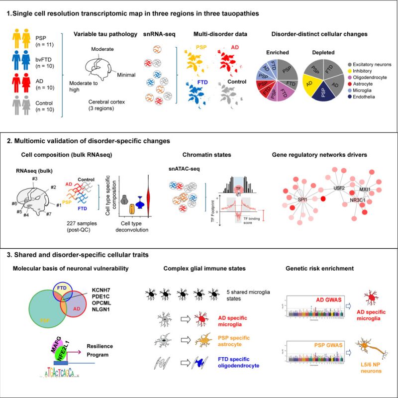 Rexach et al Cell