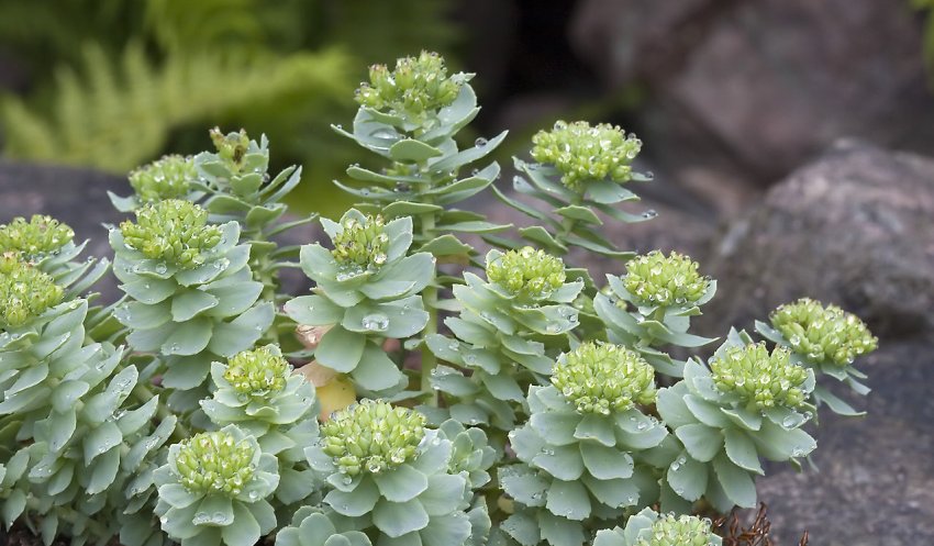 Rhodiola rosea