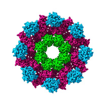 SARM1 protein