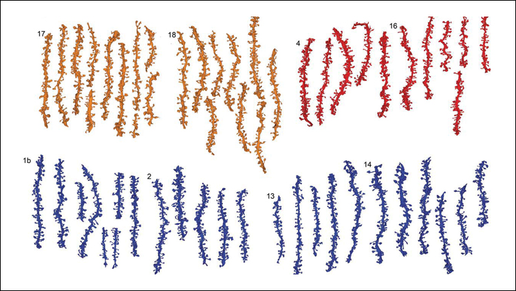 Sleep Weakens Synapses