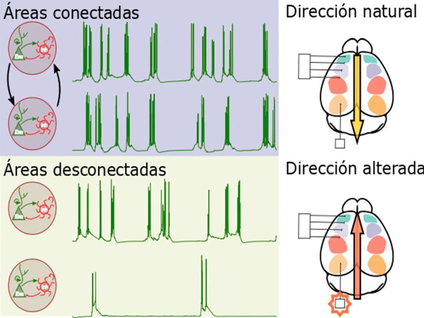 Slow waves Ondas lentas Alegre Cortes et al iScience