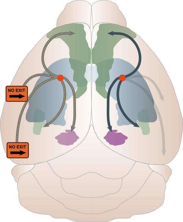 Spreading Model Mouse Brain Roads