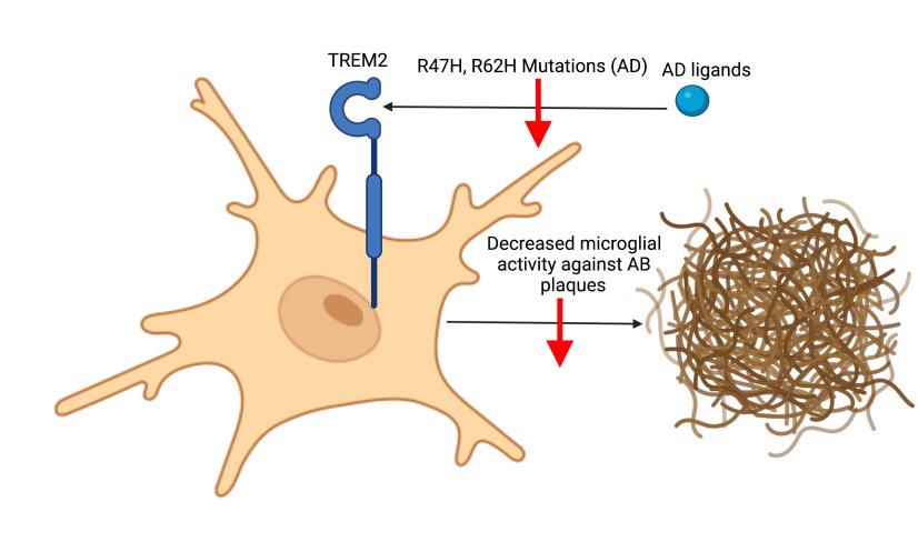 TREM2 Alzheimer By Ryanpm11 Own work CC BY SA 4 https commons wikimedia org windex phpcurid 112921691