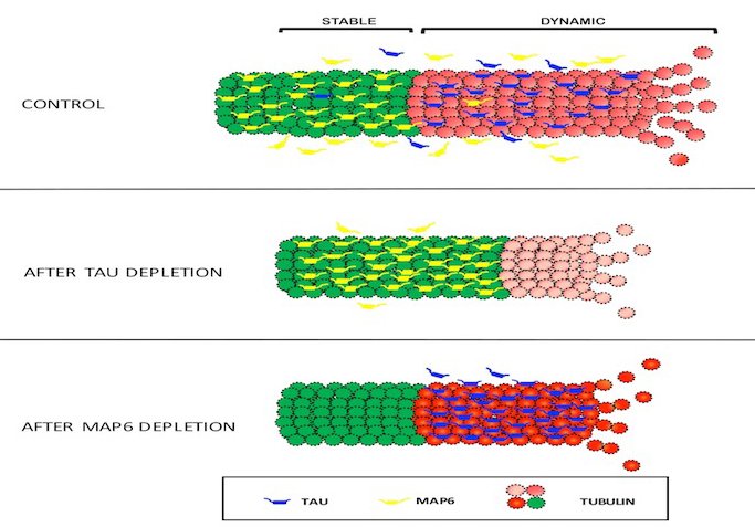 Tau-Microtubules.jpg