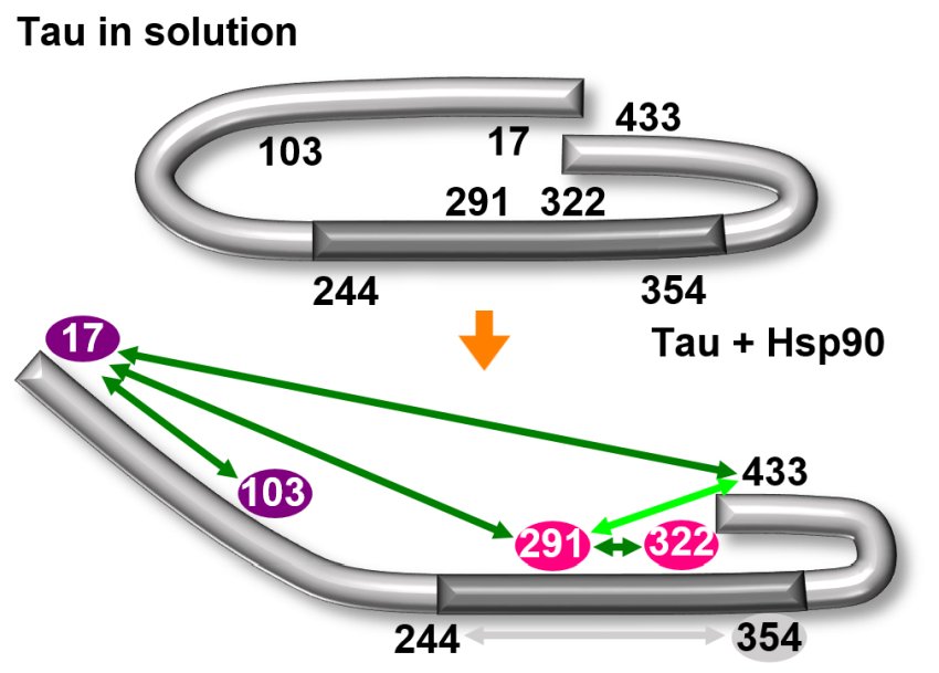 Tau in clip shape and open by hsp90 chaperone