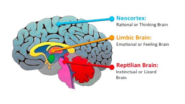 The 3 brains neocortex limbic reptilian