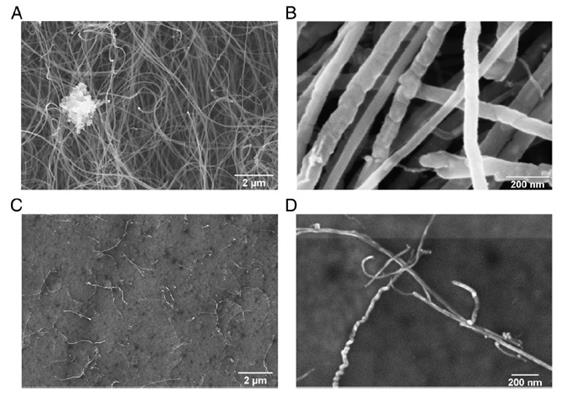 Proteine "cavalli di Troia": nanoparticelle per portare farmaci anti-demenza al cervello