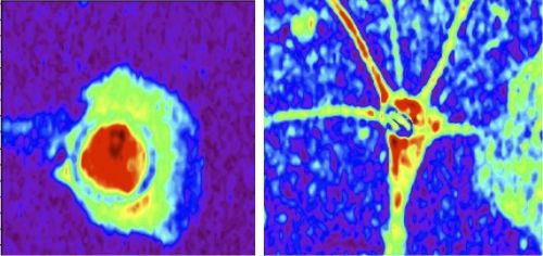Astrociti non differenziati (sx) e differenziati (dx) su nanomateriali al microscopio fototermico infrarosso Fonte: Samolis et al / AdvSci Undifferentiated and differentiated astrocytes on nanomaterials