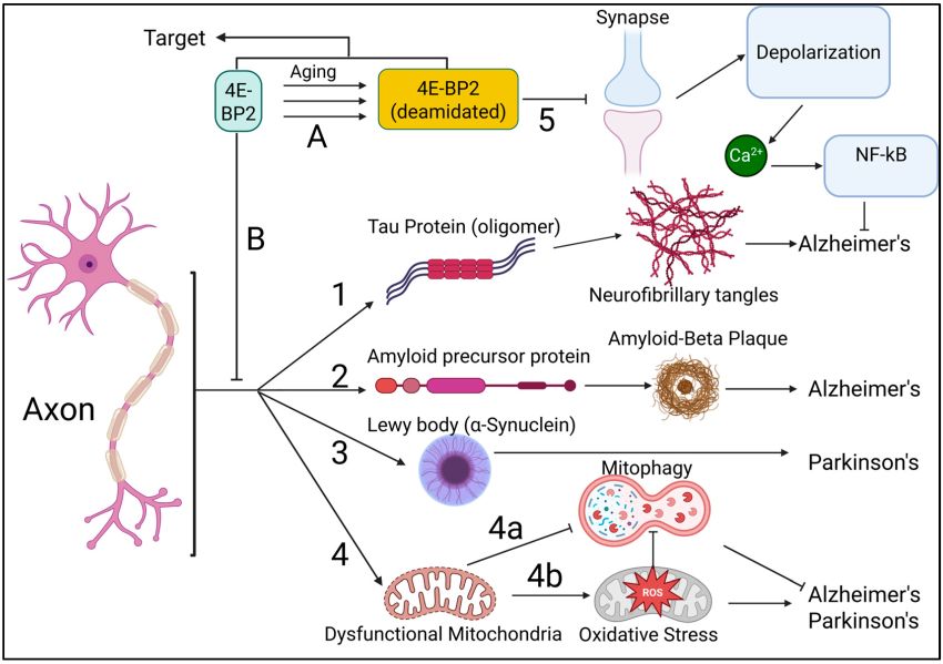 Unified Theory Of Neurodegeneration Pathogenensis