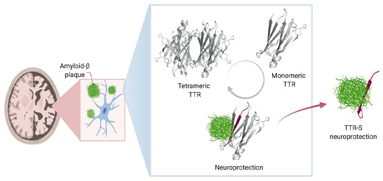 Way to stop abnormal deposits of amyloid beta