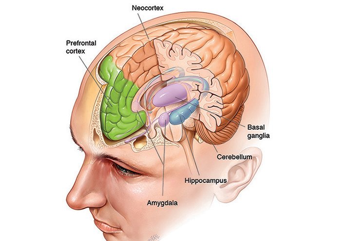 Where are memories stored brain diagram