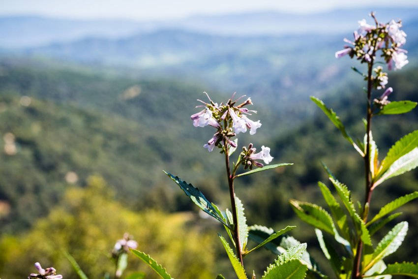 Yerba santa