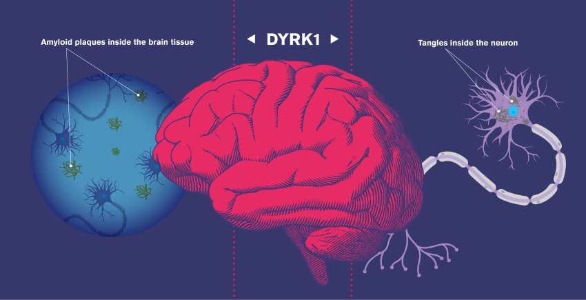 action of drug dyrk1