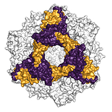 Proteine da shock termico: nuovo ruolo nell'Alzheimer per queste aiutanti versatili