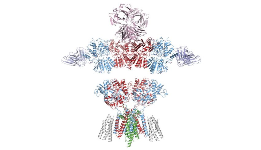 ampa receptor