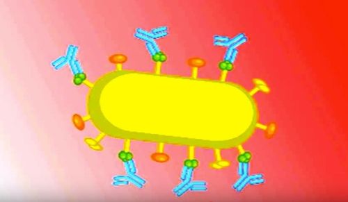 Scienziati australiani pubblicano evidenze del vaccino per la parodontite, fattore di rischio dell'AD