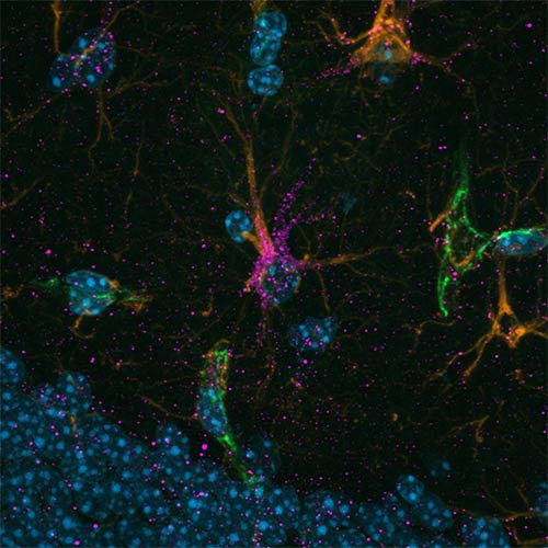 astrocytes enriched in cadherin-4 