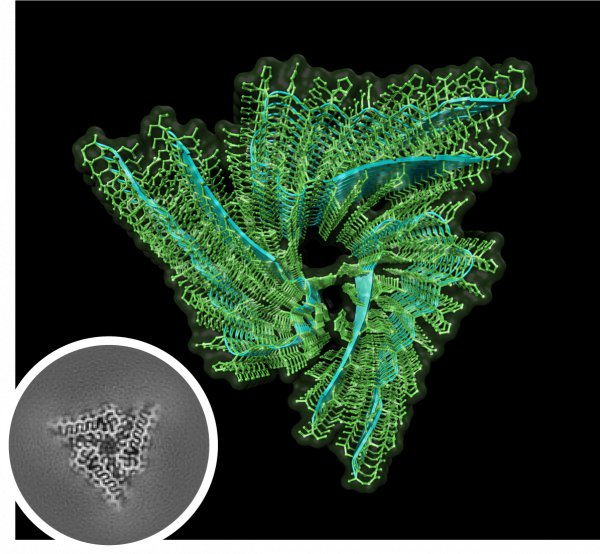 atomic structure of orb2 amyloid