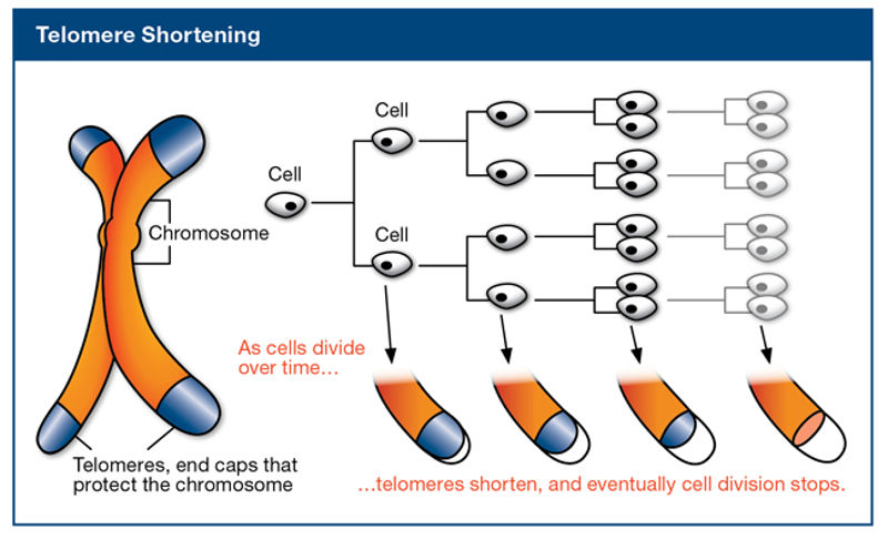 telomere length with aging