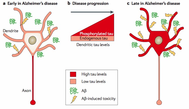 axon neuroscience dementia vaccine tau protein