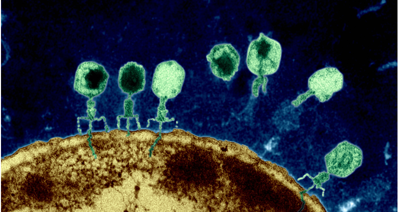 Nuova ricerca (sui topi) indica che Alzheimer e altre neurodegenerazioni sono contagiose