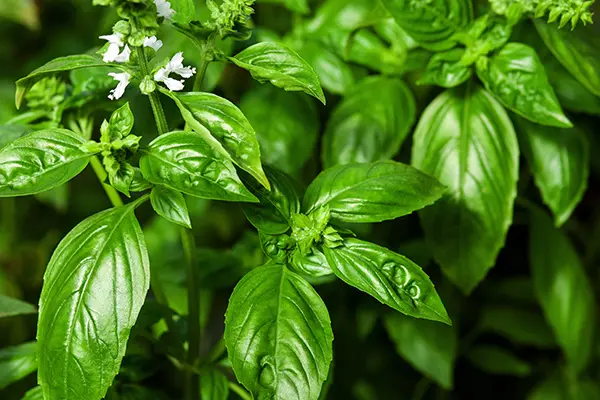 basil flowers