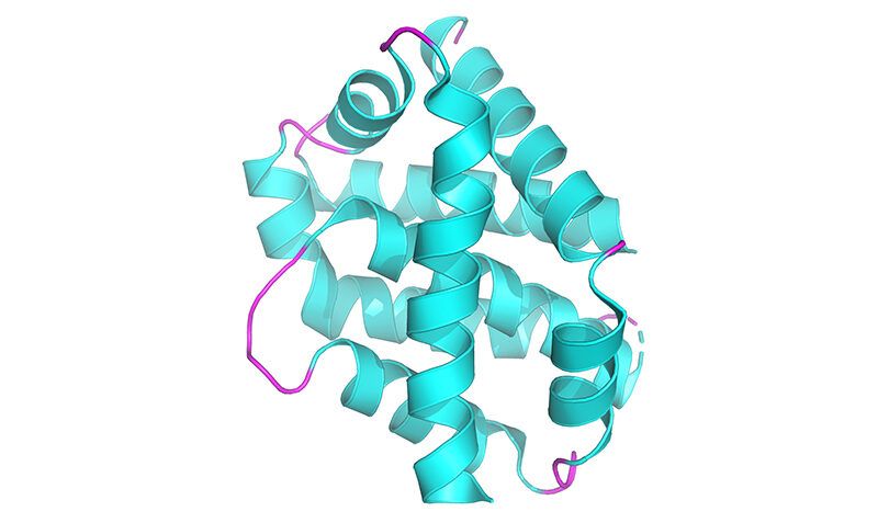 bax protein WEHI Institute