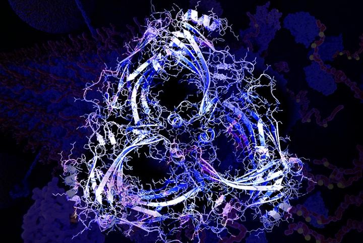 beta arrestin 2 oligomer