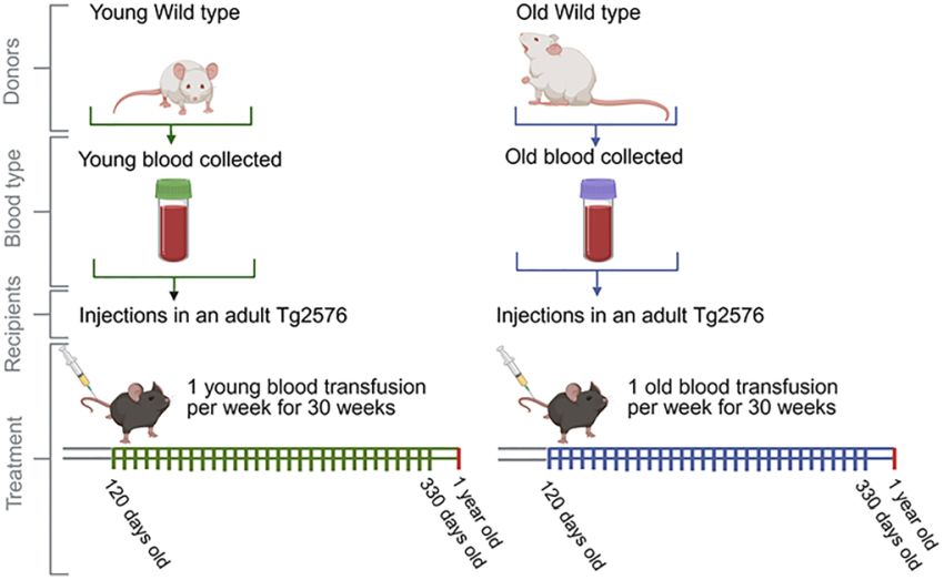 blood infusion from old to old and young mice into Tg2576 mice Pizarro et al Aging