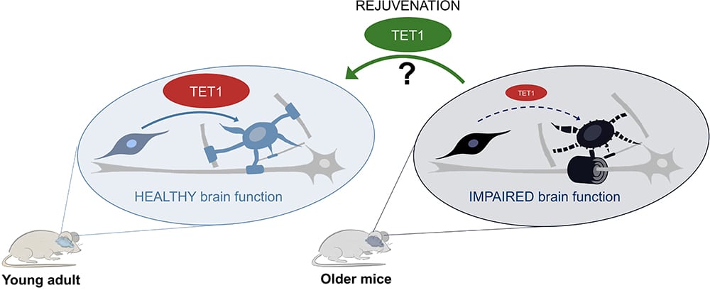 brain rejuvenation molecule