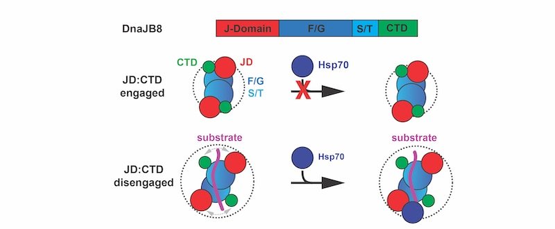 bringing bad proteins into fold