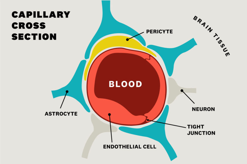 capillary cross section