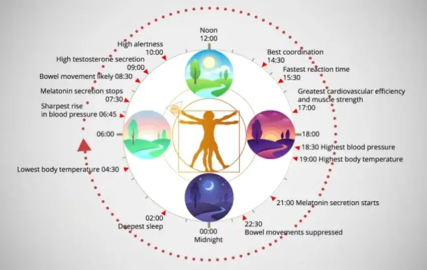 circadian cycle