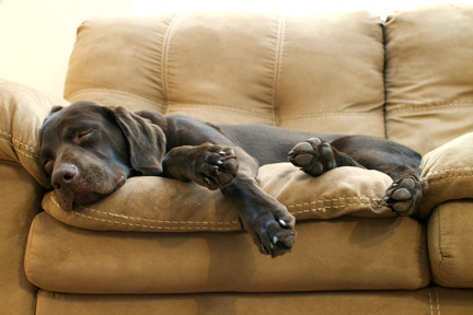 dog-sleeping-on-couch.jpg