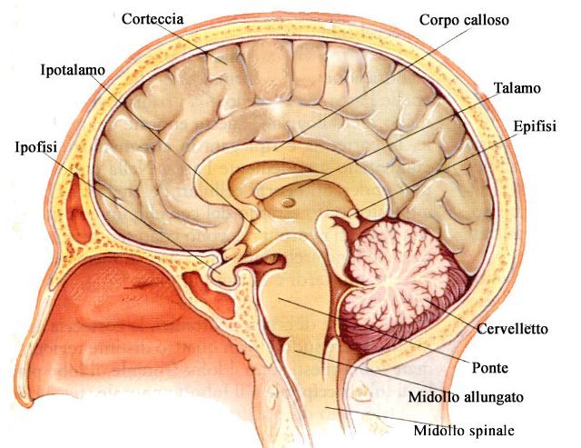 La memorizzazione di un ricordo coinvolge parti lontane del cervello